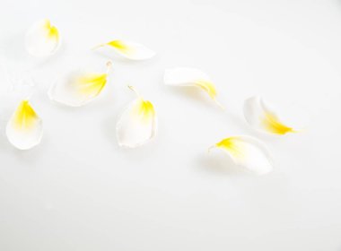 Doğa Çiçek ve kopya alanı, renkli görüntü arka plan