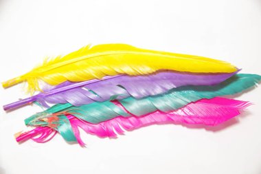 Bayan amherst sülün tüyleri boyalı rengi