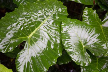Doğa arka plan kopya alanı, renkli görüntü ile
