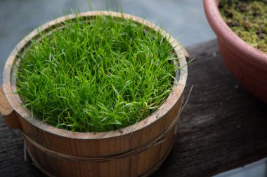 Doğa arka plan kopya alanı, renkli görüntü ile