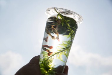 tropikal balık Kupası