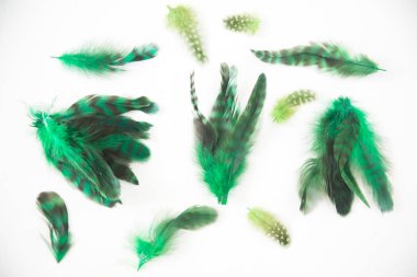 Kireç yeşil chartreuse Boyalı Bayan amherst sülün tüyleri oluşan güzel arka plan