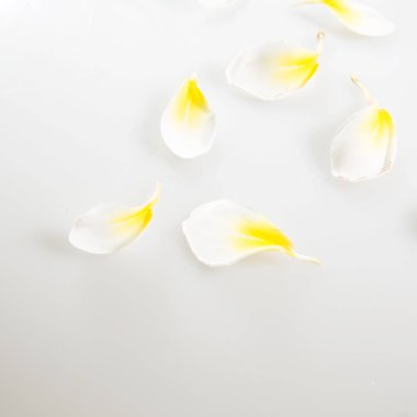 Doğa Çiçek ve kopya alanı, renkli görüntü arka plan