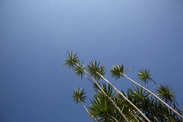 Tropical Shrubs Tropical Shrubs Background — Stock Photo, Image