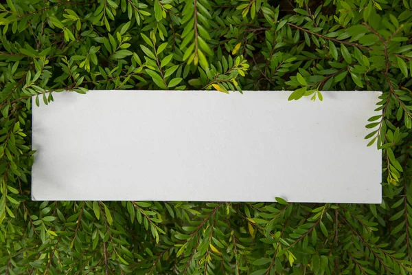 Natuur Achtergrond Met Kopie Ruimte Kleurenafbeelding — Stockfoto