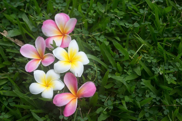 Plumeria Летняя Plumeria Ongreen — стоковое фото