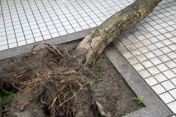 Árbol Dañado Después Del Tifón —  Fotos de Stock