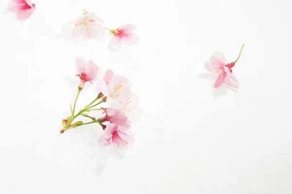 Rosa Blommor Isolerad Vit Bakgrund — Stockfoto