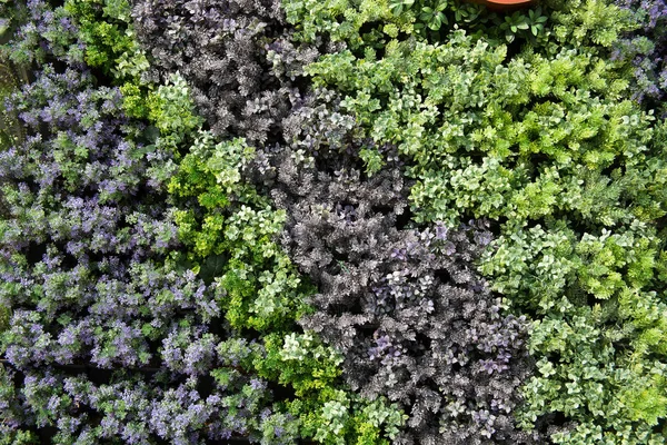 Pared Verde Con Combinación Flora — Foto de Stock