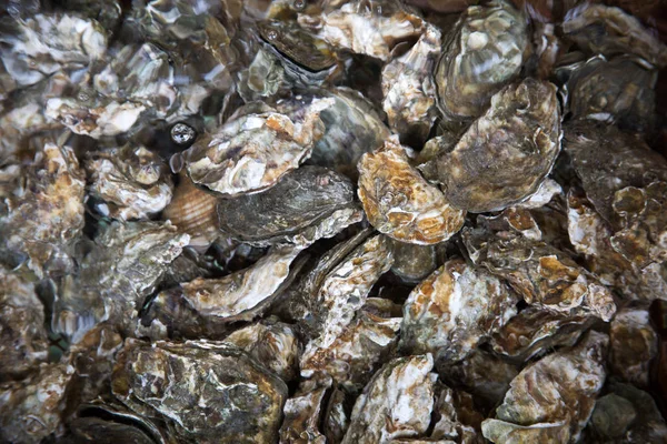 Water Oesters Dicht Omhoog Natuur Achtergrond — Stockfoto