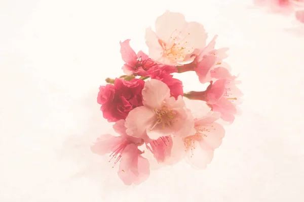 pink flowers isolated on white background