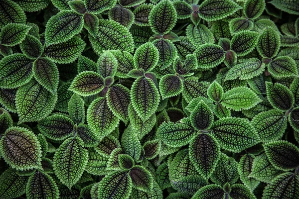 Kroton iç mekan bitkileri, görünümü kapatın