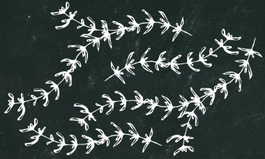 Kara Tahta Geçmişi. Kekik Dalı seti. Aromatic Healing Herb 'ün geçmişi. Taze BBQ Malzemeleri. Biftek Baharatı. El Çizimi İllüstrasyonu. Savoyar Doodle Biçimi