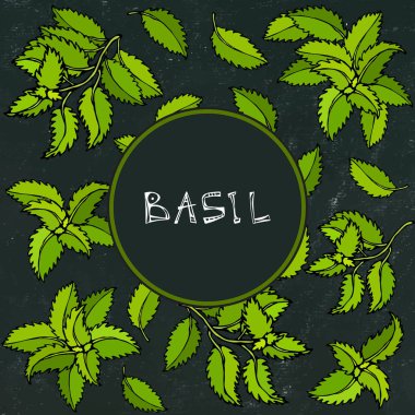 Taze Yeşil Basil Arkaplan ve Çerçeve. Aromatik Pişirme Bitkisi. Biftek Baharatı. El Çizimi İllüstrasyonu. Sevimli Doodle Tarzı. Siyah Tahta Arkaplan ve Tebeşir