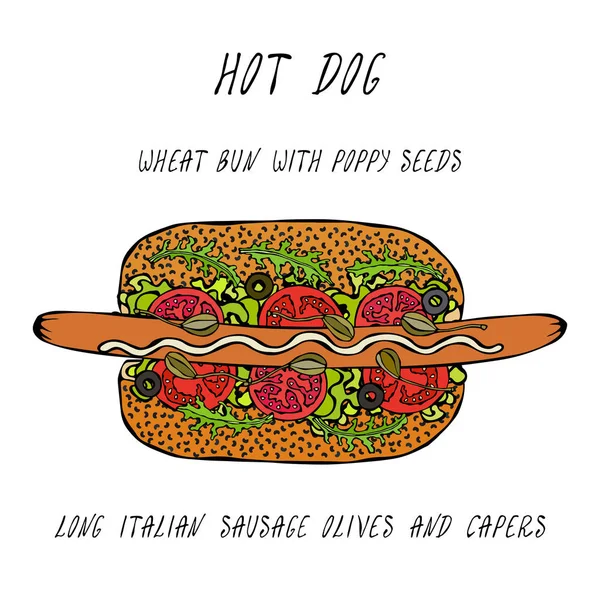 Hot Dog op een broodje met maanzaad. Lang Italiaanse worst, olijven, kappertjes, Rocket, sla salade. Fast Food-collectie. Realistische Hand Drawn hoge kwaliteit vectorillustratie. Doodle stijl. — Stockvector