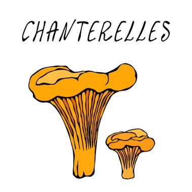 Orman Chanterelles Mantarları. Sonbahar veya Sonbahar Hasat Koleksiyonu. Gerçekçi El Çizimi Yüksek Kaliteli Vektör İllüzyonu. Doodle Biçimi