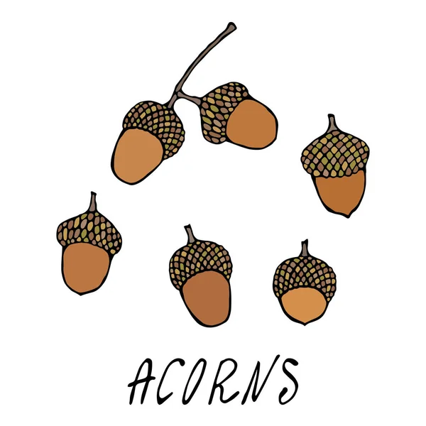 Forest Acorns Oak Seeds Recogida Otoño Otoño Ilustración Realista Vectores — Vector de stock
