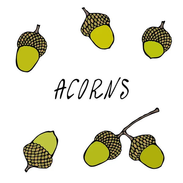 Green Forest Acorns Oak Seeds Recogida Otoño Otoño Ilustración Realista — Vector de stock