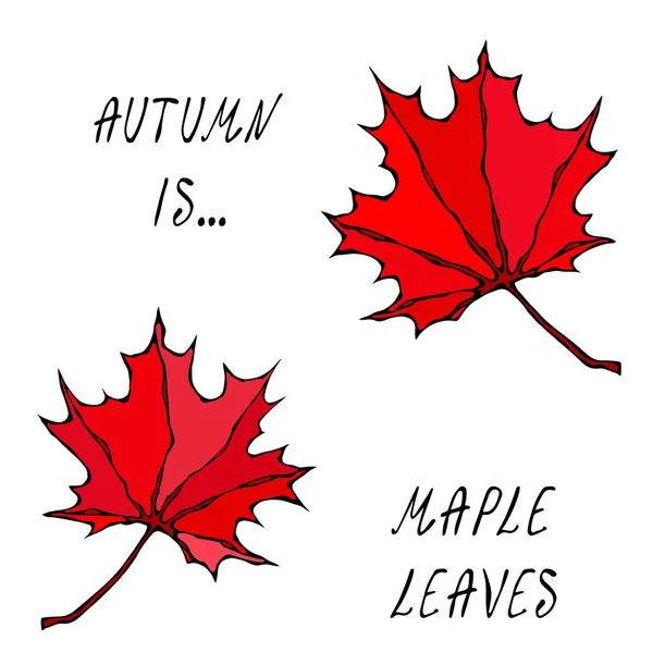 Esdoornbladeren Canadese Dag Symbool Herfst Herfst Oogst Collectie Realistische Hand — Stockvector