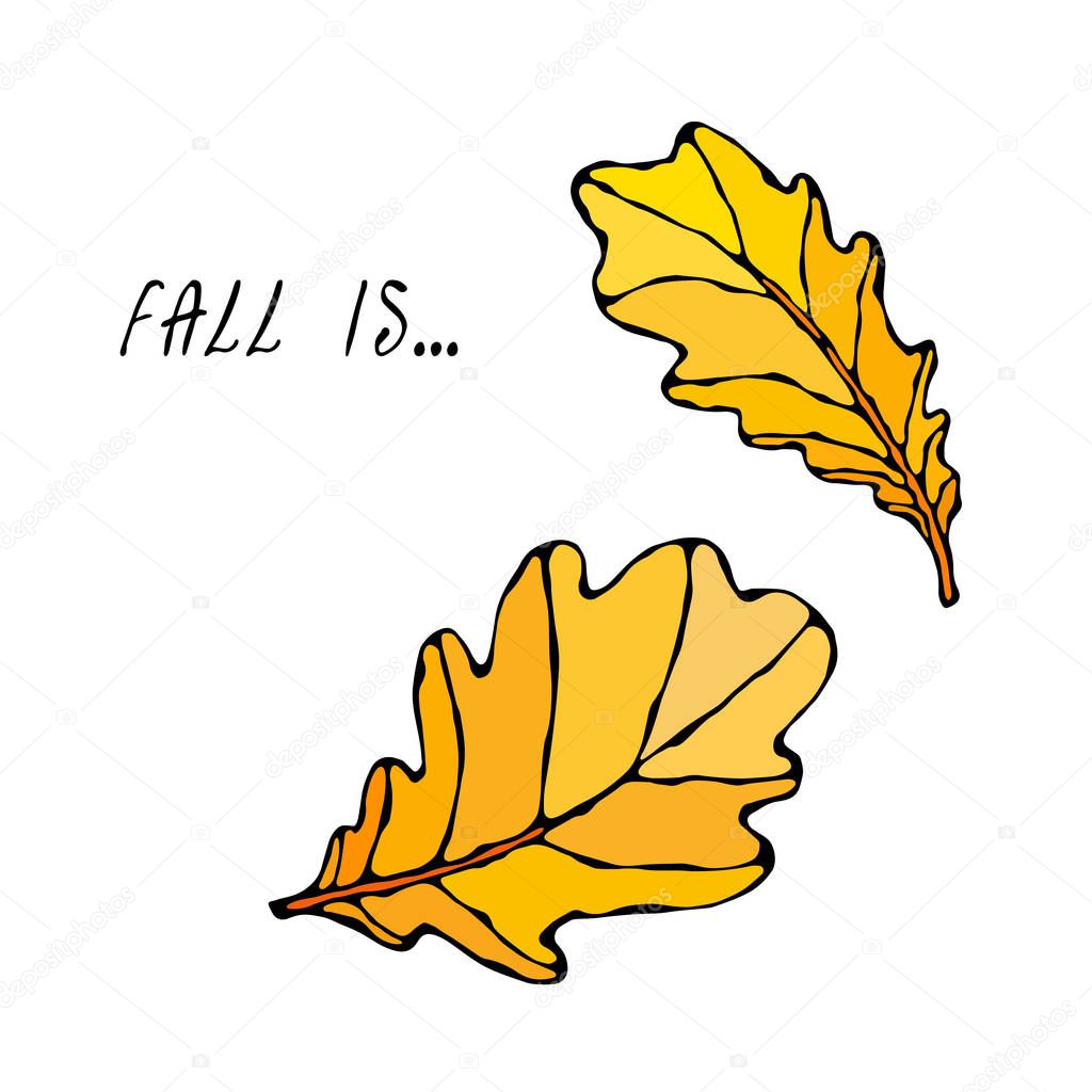 Yellow Oak Leaves. Autumn or Fall Harvest Collection. Realistic Hand Drawn High Quality Vector Illustration. Doodle Style