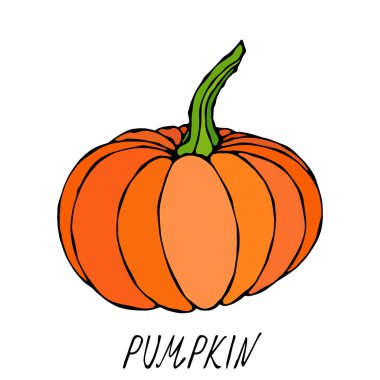 Turuncu balkabağı. Sonbahar veya Sonbahar Sebze Hasadı Koleksiyonu. Gerçekçi El Çizimi Yüksek Kaliteli Vektör İllüzyonu. Doodle Biçimi