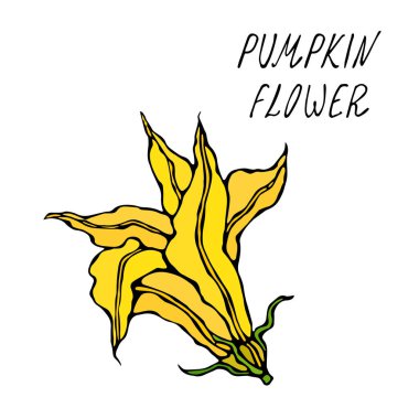 Sarı Balkabağı, Karpuz Çiçeği. Sonbahar veya Sonbahar Sebze Hasadı Koleksiyonu. Gerçekçi El Çizimi Yüksek Kaliteli Vektör İllüzyonu. Doodle Biçimi