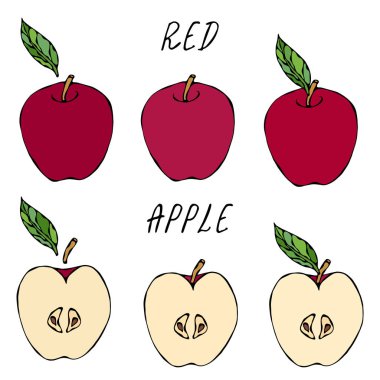 Red Apple ve Whole Apple ve Leaf 'in yarısı. Taze meyve. Beslenme diyeti. Sonbahar veya Sonbahar Sebze Hasadı Koleksiyonu. Gerçekçi El Çizimi Yüksek Kaliteli Vektör İllüzyonu. Doodle Biçimi