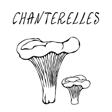 Orman Chanterelles Mantarları. Sonbahar veya Sonbahar Hasat Koleksiyonu. Gerçekçi El Çizimi Yüksek Kaliteli Vektör İllüzyonu. Doodle Biçimi