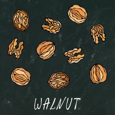 Kara tahta. Soyulmamış ve soyulmamış cevizler. Sağlıklı atıştırmalıklar. Sonbahar veya Sonbahar Hasat Koleksiyonu. Gerçekçi El Çizimi Yüksek Kaliteli Vektör İllüzyonu. Doodle Biçimi