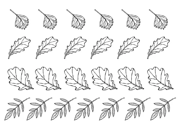 Podzimní Listy Nastaveny Rowan Oak Hawthorn Kolekce Podzimu Nebo Podzimu — Stockový vektor