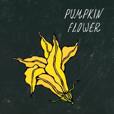 Kara tahta. Sarı kabak, kavun çiçek. Sonbahar veya sonbahar sebze hasat toplama. Gerçekçi el yüksek kaliteli vektör çizim çekilmiş. Doodle stili.