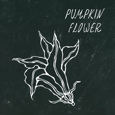 Kara tahta. Sarı kabak, kavun çiçek. Sonbahar veya sonbahar sebze hasat toplama. Gerçekçi el yüksek kaliteli vektör çizim çekilmiş. Doodle stili.