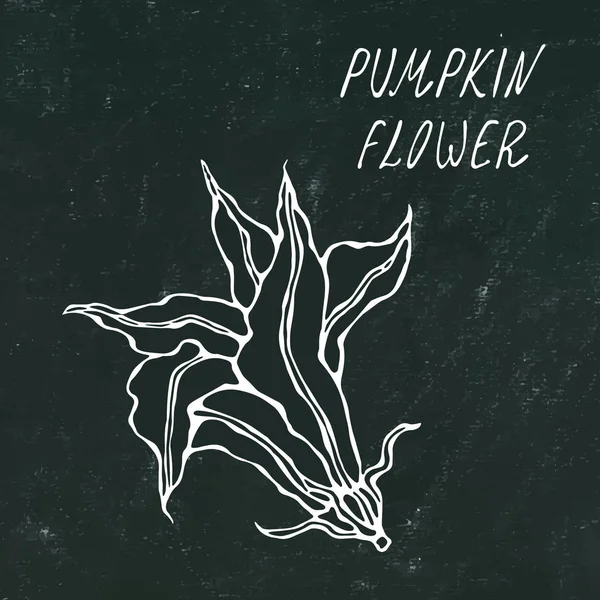 Kara tahta. Sarı kabak, kavun çiçek. Sonbahar veya sonbahar sebze hasat toplama. Gerçekçi el yüksek kaliteli vektör çizim çekilmiş. Doodle stili.