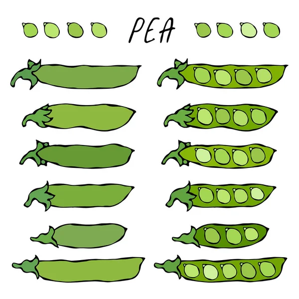 Green Pea Pod. Comida Vegetariana Bio Saludable. Ilustración vectorial realista dibujada a mano de alta calidad. Estilo Doodle . — Archivo Imágenes Vectoriales