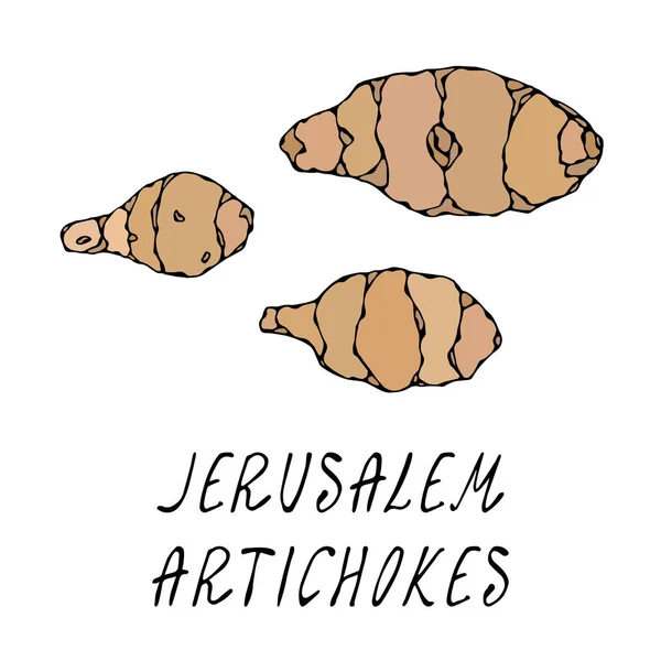 Jerusalém Alcachofra ou Topinambur. Coleção de legumes. Vetor EPS10. Doodle desenhado à mão estilo ilustração realista . — Vetor de Stock