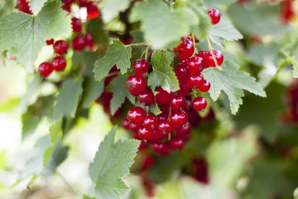 Groseille rouge. Dans un environnement naturel. Les baies sont sur la brousse — Photo