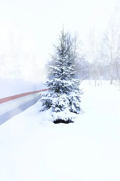 Spar leven onder de sneeuw. een heleboel sneeuw. — Stockfoto