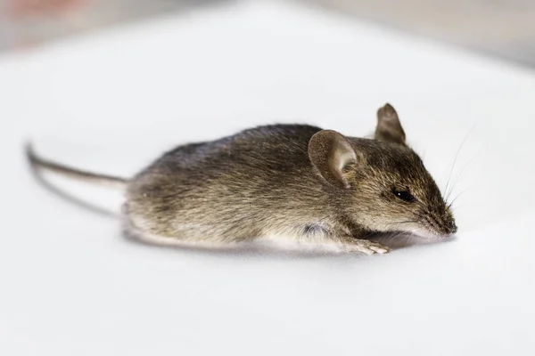 Gray mouse, on a white background, no isolate