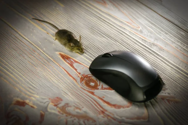 Ποντίκι Εξετάζει Ποντίκι Του Φορητού Υπολογιστή Ξύλινο Φόντο Υπολογιστή — Φωτογραφία Αρχείου