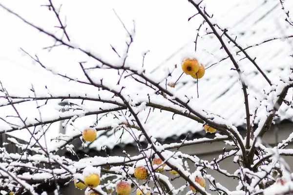 Gele Van Apple Een Tak Sneeuw Winter Toning — Stockfoto