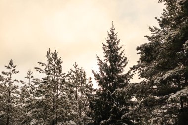 çok kar, bir orman yoktur. Panorama e iğne yapraklı orman yoluyla. tanirovanie olduğunu.