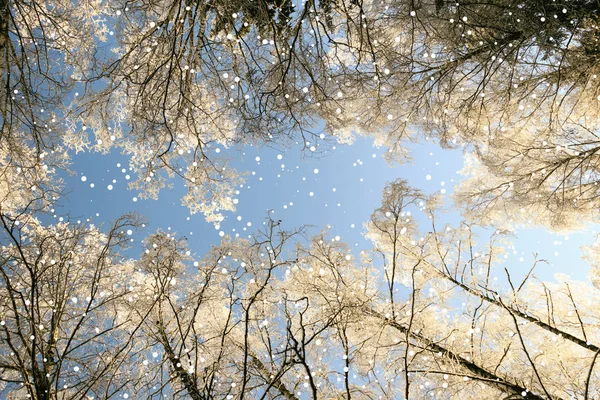Kış Kar Frost Manzara Güneş Işığı Gündoğumu Ağaçlar Ladin Orada — Stok fotoğraf