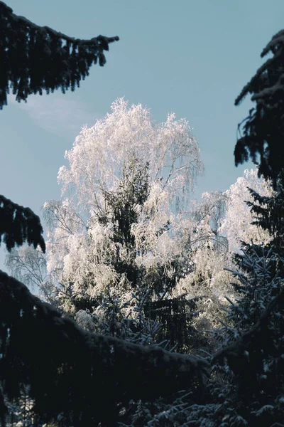 Winter Het Sneeuw Vorst Landschap Zonlicht Zonsopgang Bomen Vuren Een — Stockfoto