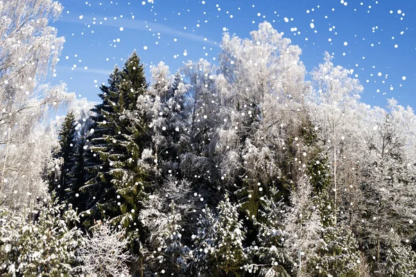 Inverno Neve Geada Paisagem Luz Solar Nascer Sol Árvores Abeto — Fotografia de Stock