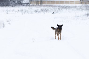 kış, kar bir çok. Yerel sokak köpeği. ağlamaklı bak. tonirovapny ve yakın çekim.