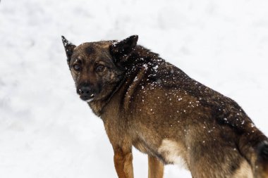 kış, kar bir çok. Yerel sokak köpeği. ağlamaklı bak. tonirovapny ve yakın çekim.