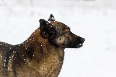 kış, kar bir çok. Yerel sokak köpeği. ağlamaklı bak. tonirovapny ve yakın çekim.