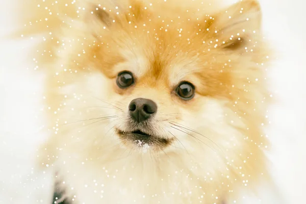 Portrait Ginger Pomeranian Dog Background Snowy Winter Have Toning — Stock Photo, Image