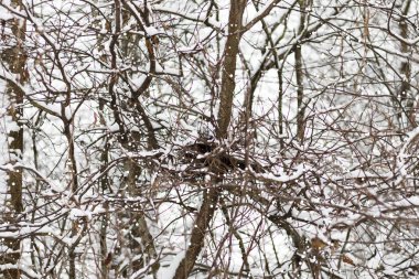Bir ağaç dalı kabarık karla kaplı. Huş ağacı dalları ve diğer ağaçlar. Orada tonlama