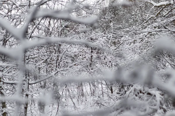 被蓬松的雪覆盖的树枝。桦树树枝和其他树木。有调理 — 图库照片